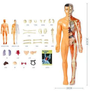 ANATOMIX  3D - The Human Body