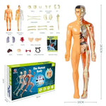 ANATOMIX  3D - The Human Body